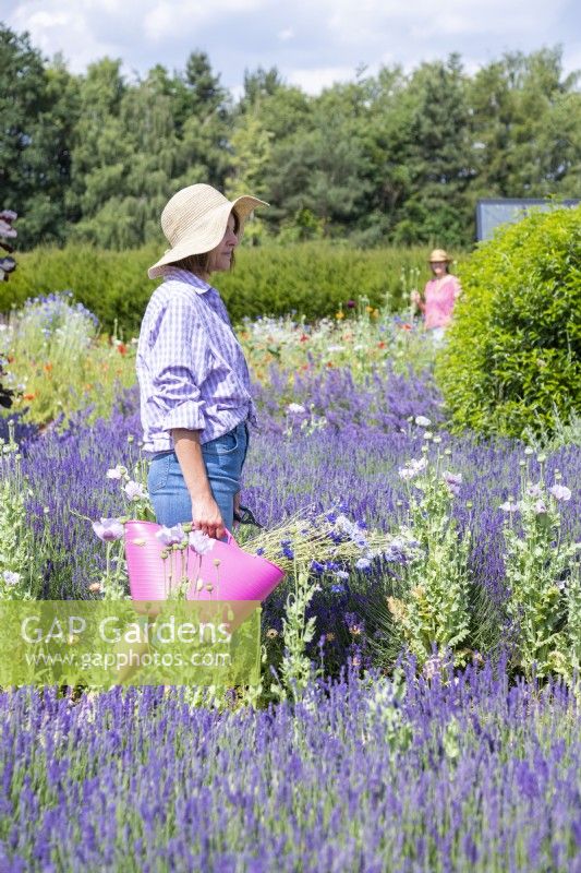 Woman carrying a trug of picked Cornflowers through the garden