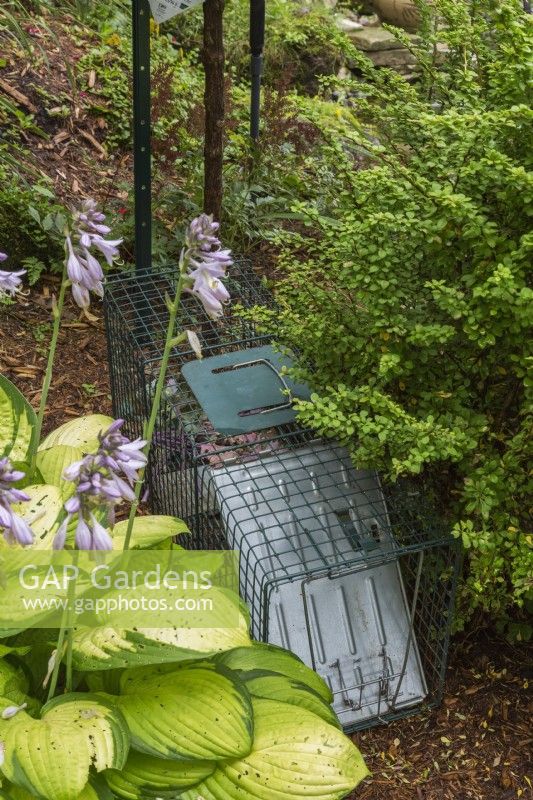 Humane live animal steel wire cage trap in border in backyard garden in summer.