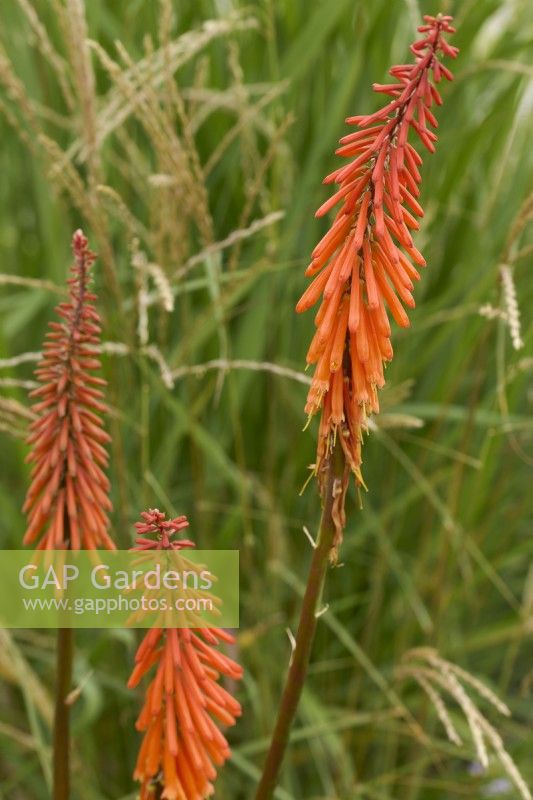 Kniphofia 'Shiny Beast' with Miscanthus sinensis 'Kleine Fontaine'