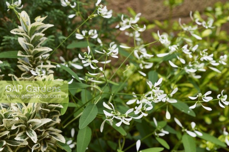Euphorbia graminea 'Glamour' with Euonymus japonicus 'White Spire'