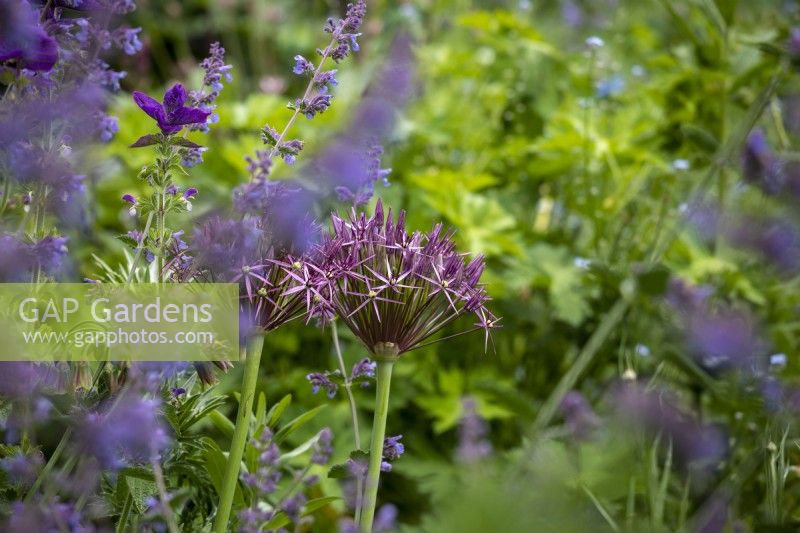 Allium cristophii in summer border surrounded with Nepeta 'Six Hills Giant'