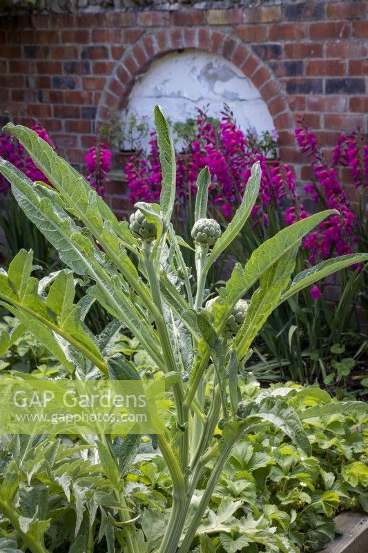 Vegetable garden with perennial artichokes and Gladiolus byzantinus.