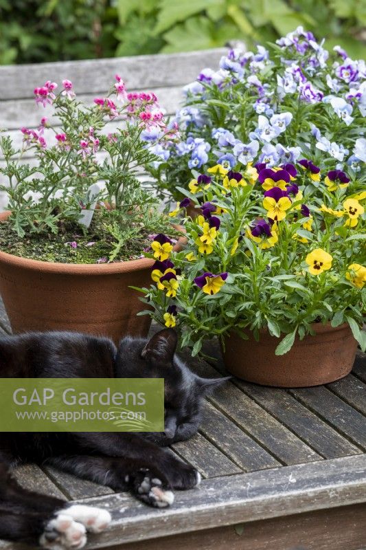 Cat with pots of pansies and violas and Pelargonium
bradfordianum.
