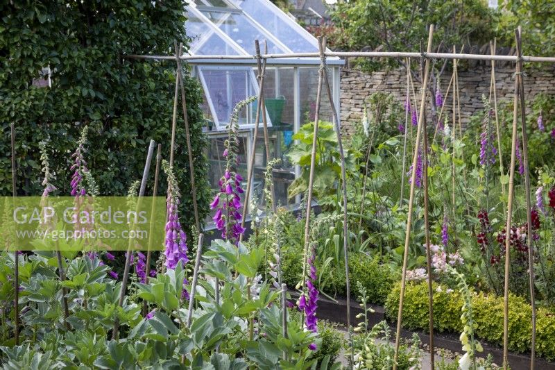 Vegetable garden with self-seeded foxgloves, damson tree over central arch, Hartley Botanic greenhouse, Buxus sempervirens hedging.