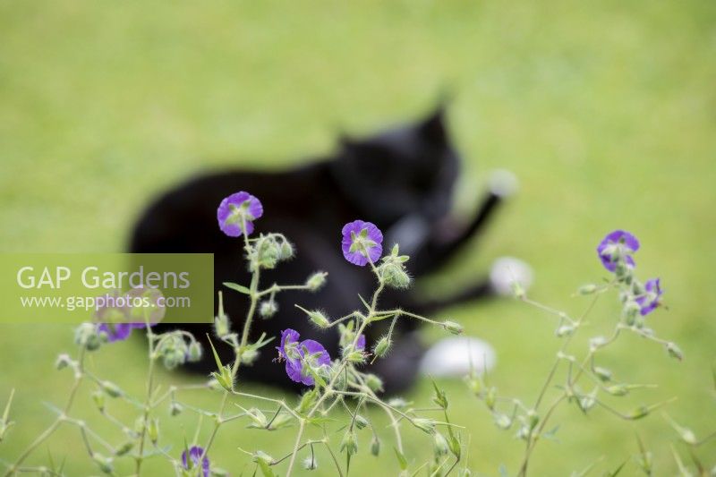 Cat on a lawn behind Geranium phaeum 'Mourning Widow'.