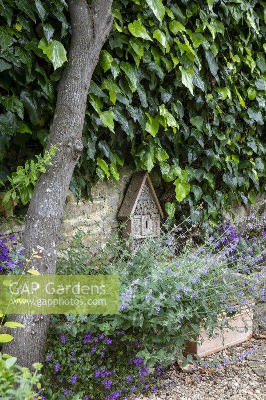 insect house stands on a stone seat against the Cotswold stone wall, flanked by Nepeta 'Six Hills Giant' and a self-seeded campanula
that grows out of several walls through the garden. This area is shaded by an Amelanchier lamarckii.