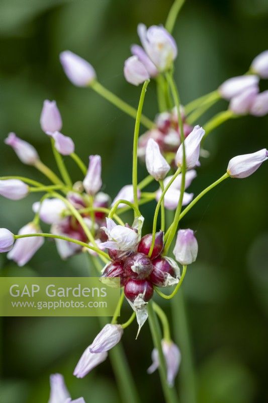 Self-seeded small white Allium roseum, Rosy Garlic