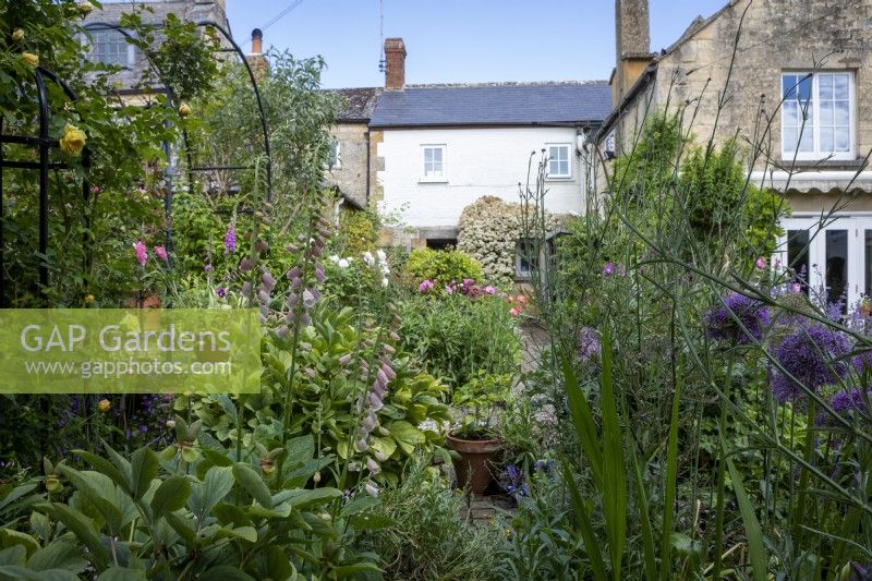 Country cottage garden with In foreground are Digitalis 'Sutton's Apricot' and Rosa 'The Pilgrim'. On the left are Verbena bonariensis and Allium aflatunense.