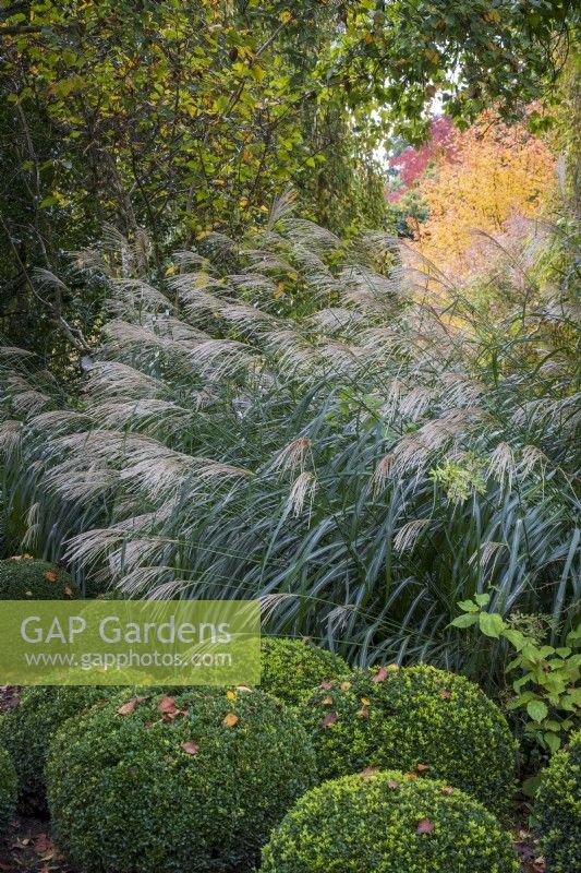 Miscanthus sinensis 'Silberfeder' above Box topiary balls in autumnal border