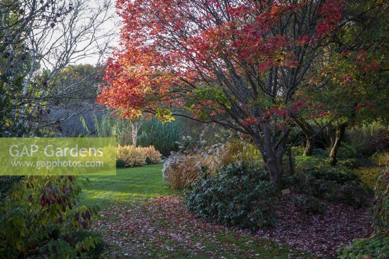 Hilliers Gardens in Hampshire in autumn light