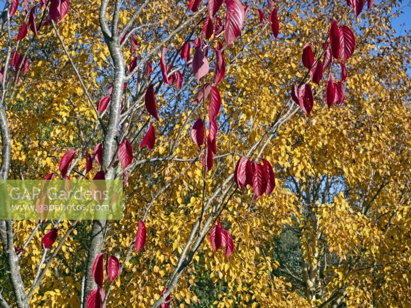 Betula ermanii - Gold birch and Prunus Sargentii; Sargents cherry foliage early November