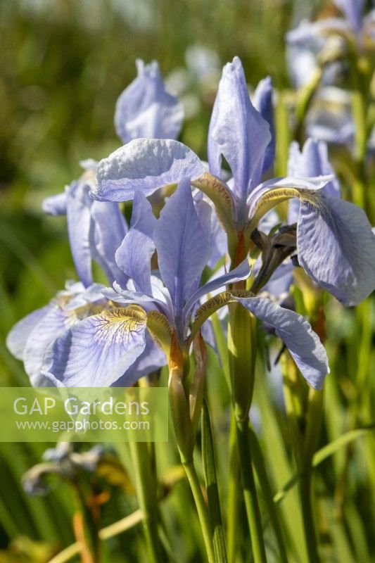 Iris sibirica 'Perry's Blue' - June