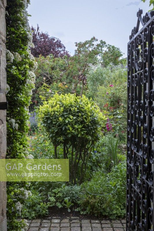 Mop-head box, Laurus nobilis is the central focal point looking through a wrought iron gate. To the left is a flowering pyracantha, with Gladiolus byzantinus threaded through several beds, and Salvia microphylla 'Red Velvet' and Solanum crispum 'Glasnevin' trained on the fences behind.