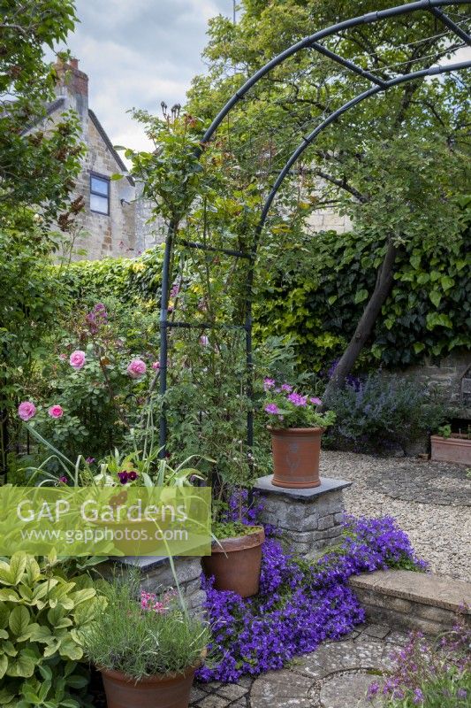 Rosa Bonica behind arch and self-seeded campanula on step. In
the pots: Lavandula angustifolia with Pelargonium bradfordianum and
Pelargonium 'Pink Capitatum'. In the background, against the wall (beneath Amelanchier lamarckii) Nepeta 'Six Hills Giant'.