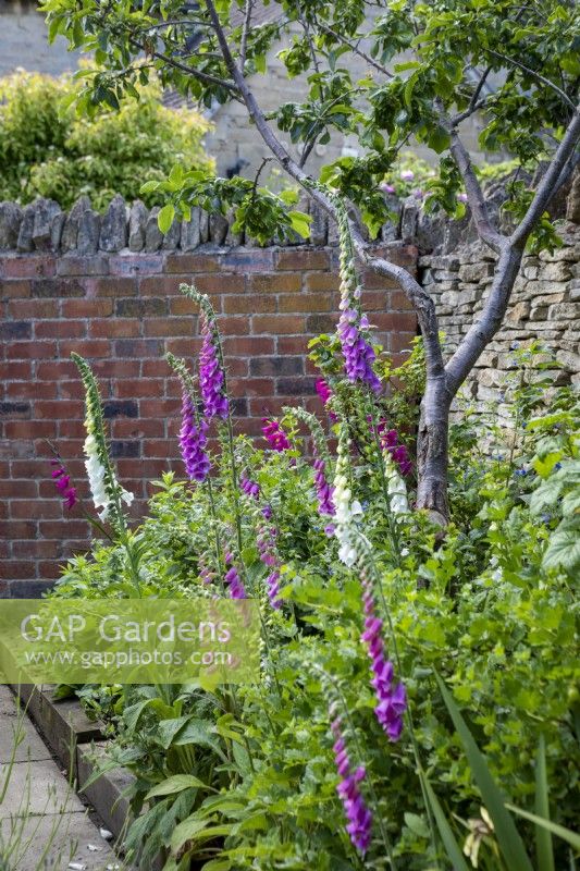 Vegetable garden with self-seeded foxgloves, currant and gooseberry bushes, Gladiolus byzantinus and Prunus domestica 'Marjorie's Seedling'. 