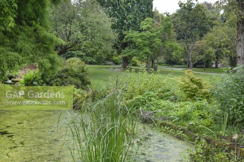 View across the pond at Ness Botanic Garden, Liverpool, September