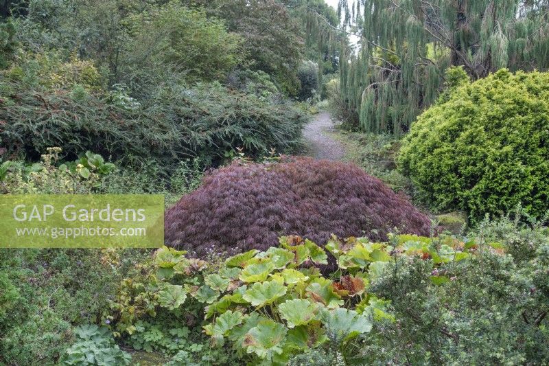 Mixed shrub bed at Ness Botanic Garden, Liverpool, September