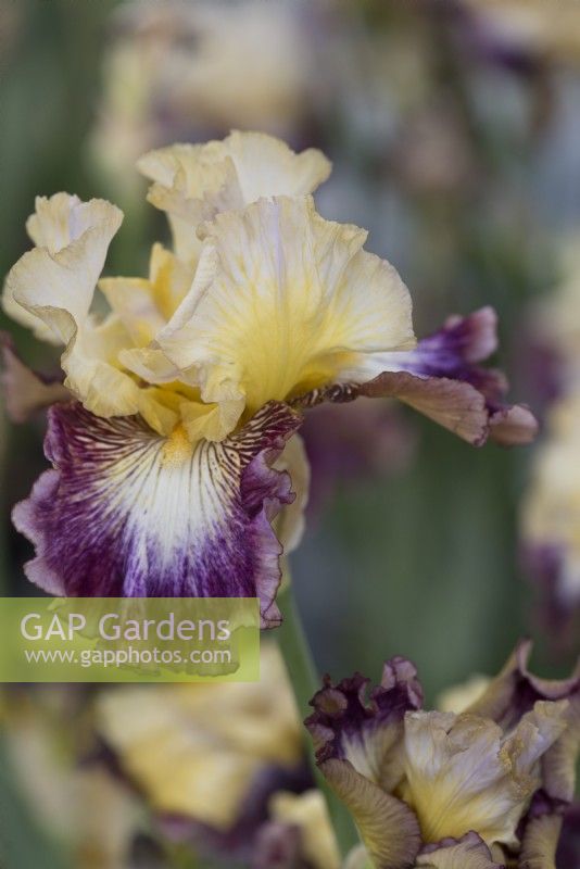 Bearded Iris 'Meteorite' , May
