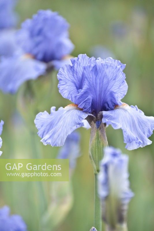 Bearded Iris 'Cielto Alto', May