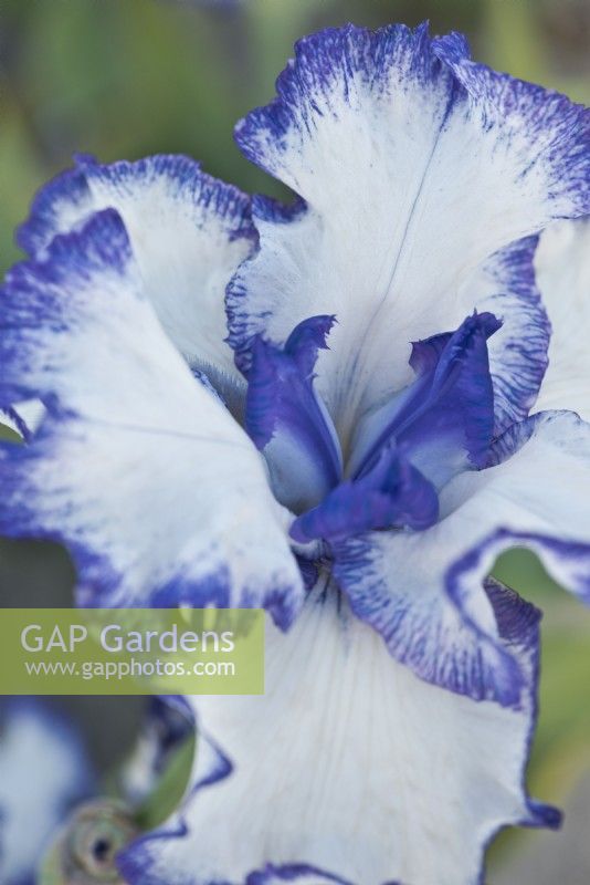 Bearded Iris 'King of France,' May