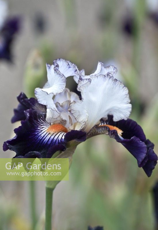 Bearded Iris 'Terre a Silex,' May