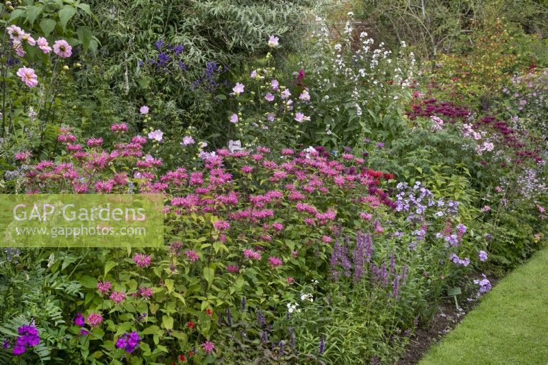 Mixed borders of perennials at Stone House Cottage Garden, July