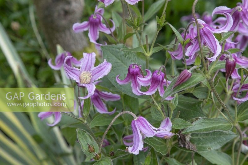 Clematis integrifolia 'Pangbourne', July