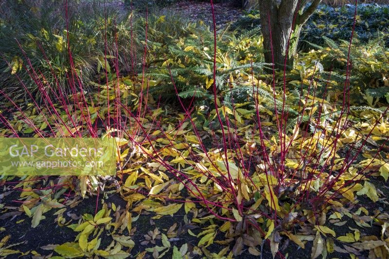 Autumnal border with fallen leaves, grasses, ferns and Cornus alba 'Sibirica'