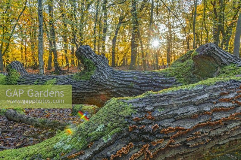 View of a fallen tree trunk in a mixed woodland of Beech, Oak and Birch trees in Autumn - November