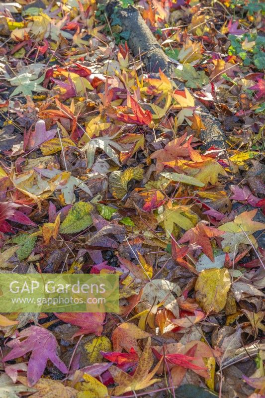 Fallen leaves of mixed deciduous trees in Autumn - November