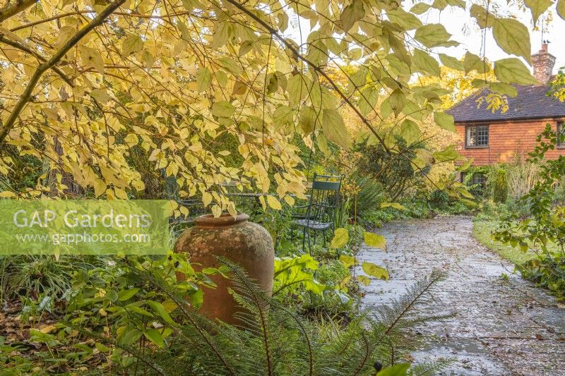 Cornus alba 'Aurea' in Autumn leaf colour with a terracotta urn focal point beside a brick path in an informal country cottage garden - November