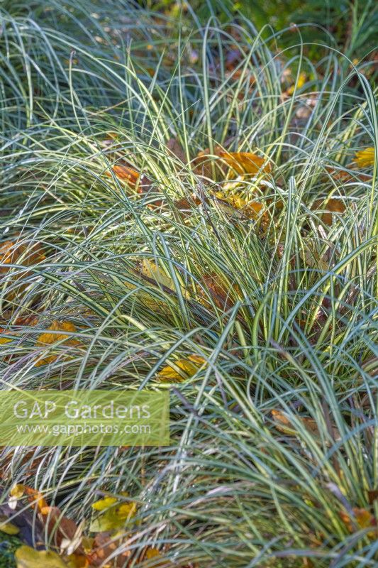 Carex oshimensis 'Evergold' leaves in Autumn - November