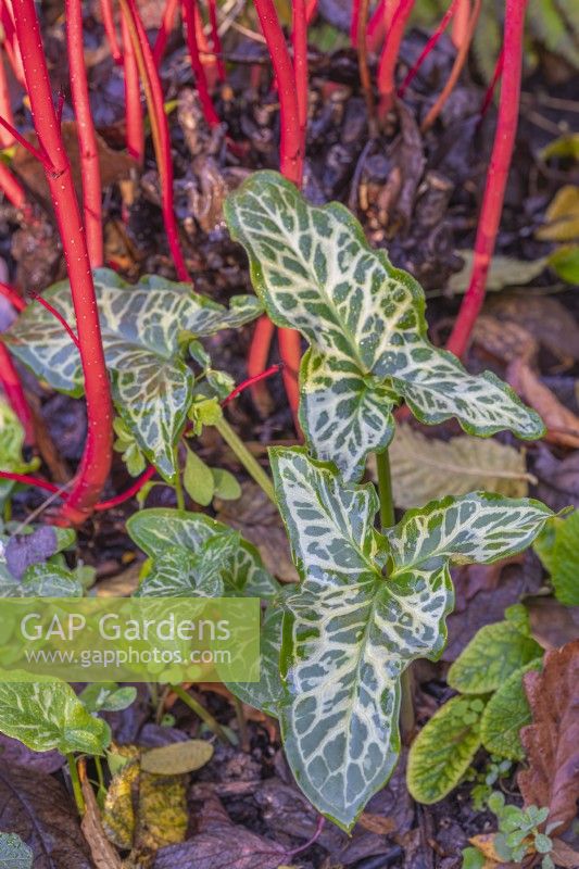 Arum italicum 'Marmoratum' leaves beneath Cornus sibirica 'Baton Rouge' stems in Autumn - November