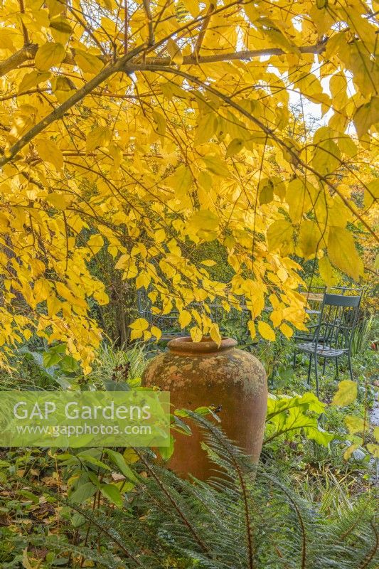 Cornus alba 'Aurea' in Autumn leaf colour with a terracotta urn focal point in an informal country cottage garden - November