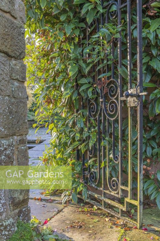 Cast iron metal gate opening into a walled garden with Schizophragma hydrangeoides in Autumn - November