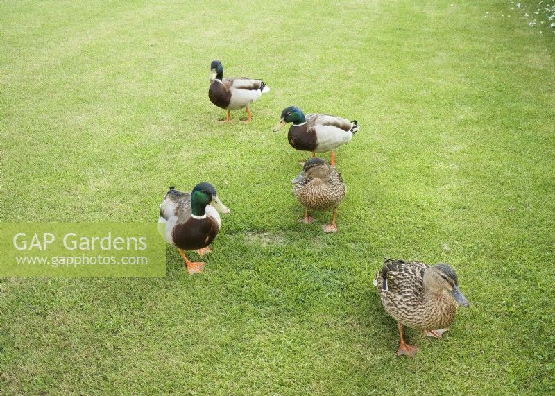 Ducks in the garden, summer June