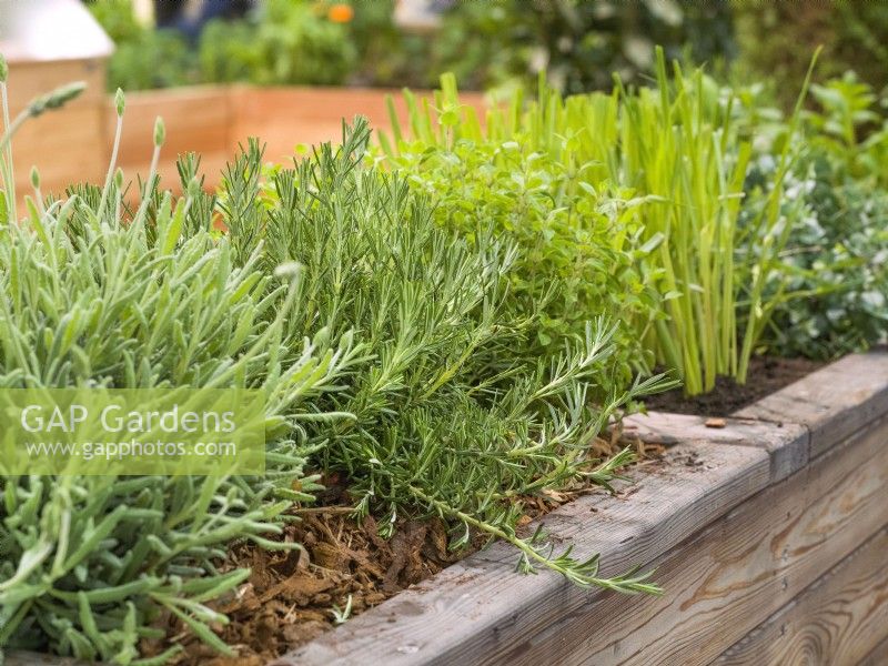 Herb mix in raised bed, spring May
