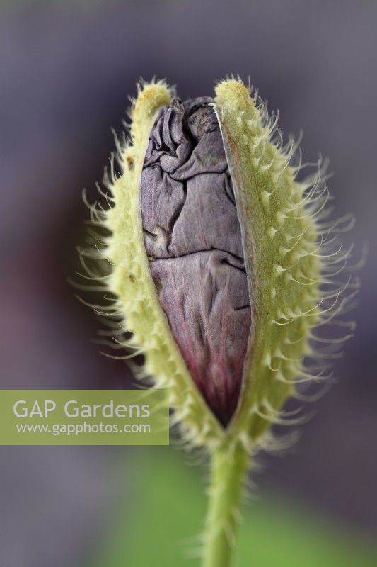 Papaver rhoeas  'Amazing Grey'  Poppy  Variable in colour and form  Flower bud  July