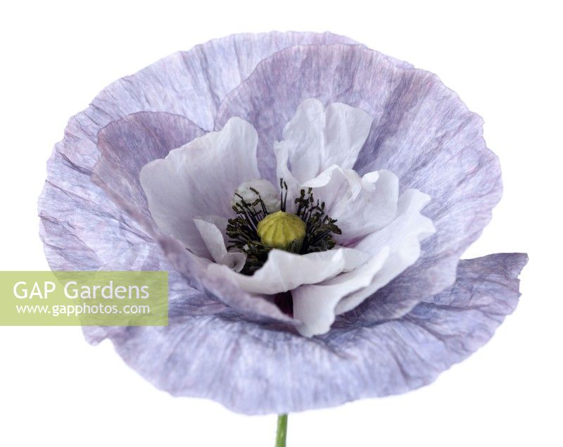 Papaver rhoeas  'Amazing Grey'  Poppy  Variable in colour and form  June