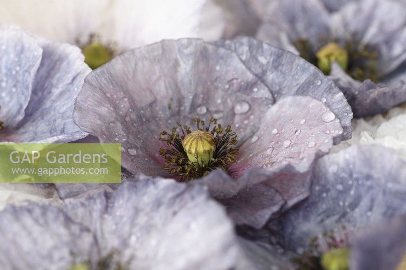 Papaver rhoeas  'Amazing Grey'  Poppy  Variable in colour and form  Picked flower heads  June