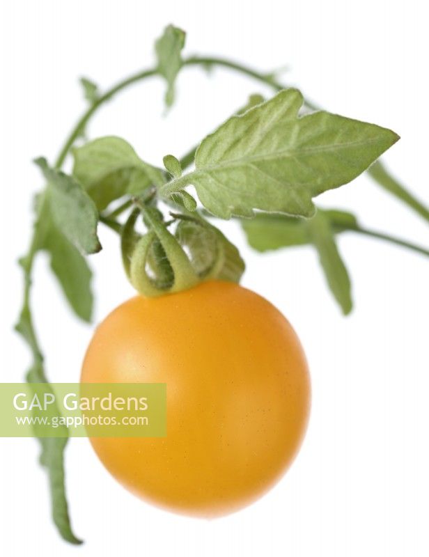 Solanum lycopersicum  'Tumbling Tom Yellow'  Cherry tomato  Syn. Lycopersicon esculentum  August