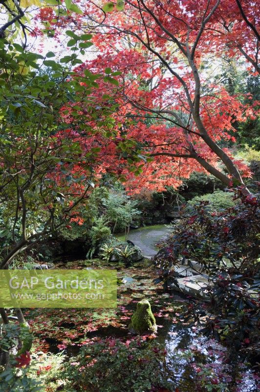 The Japanese Garden at Compton Acres, Dorset in November