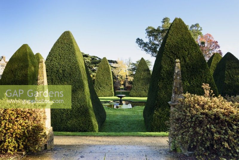 Massive clipped yew pyramids in The Great Court, Athelhampton in November