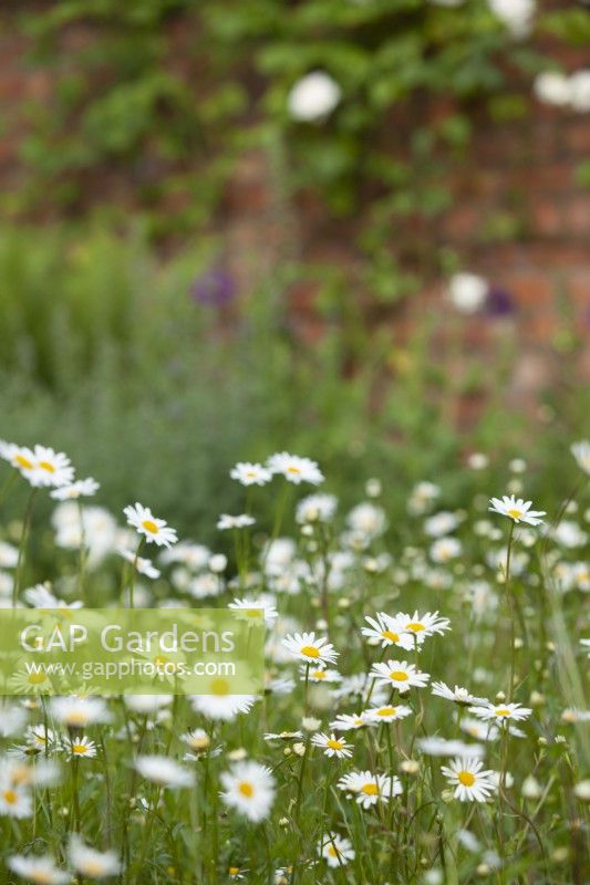 Leucanthemum vulgare - Oxeye daisy - in an unmown lawn