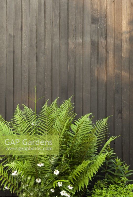 Ferns and white nigella against the black cedar cladding of the contemporary extension.