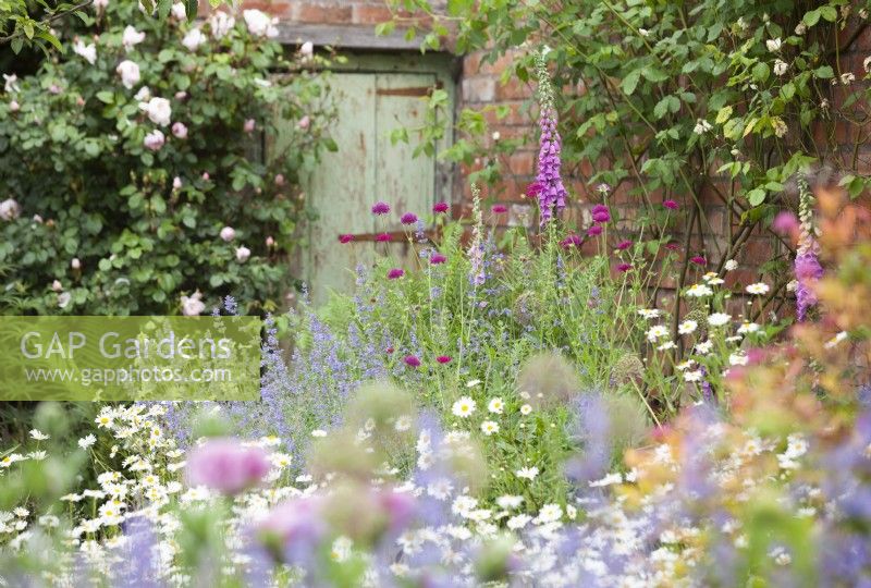 View through cottage garden planting to a rustic door in a brick outbuilding. Rosa 'Generous Gardener' by door. Planting includes Nepeta 'Six Hills Giant' and Knautia macedonica.