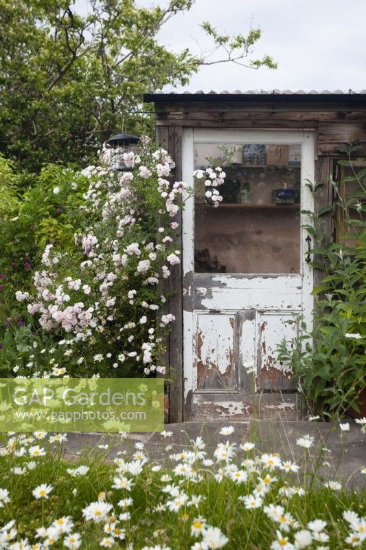 Reclaimed rustic greenhouse door with Rosa 'Little Rambler'