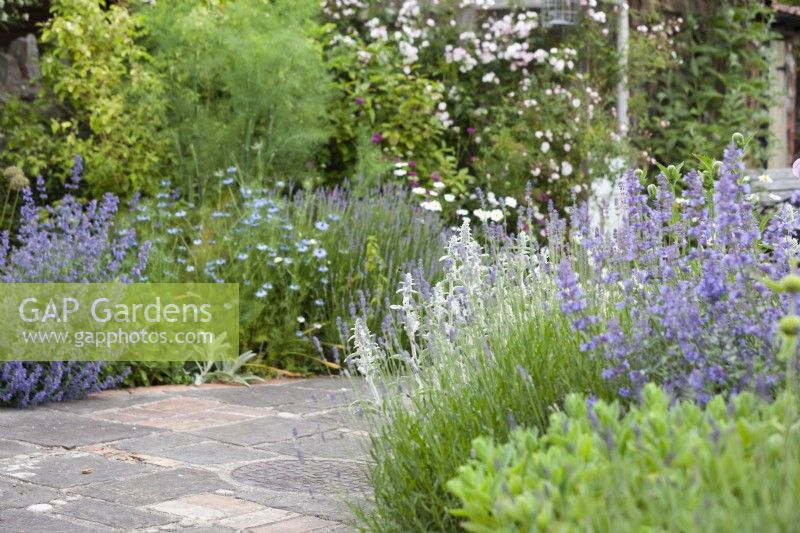 Cottage garden planting of Stachys byzantina, Nepeta 'Six Hills Giant' and Lavender 'Hidcote' beside paving of reclaimed stone and bricks