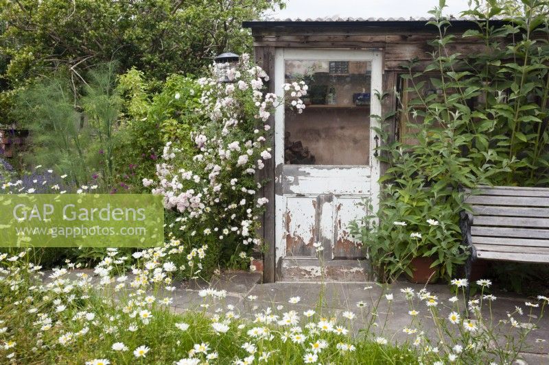 Reused rustic greenhouse door with Rosa 'Little Rambler'