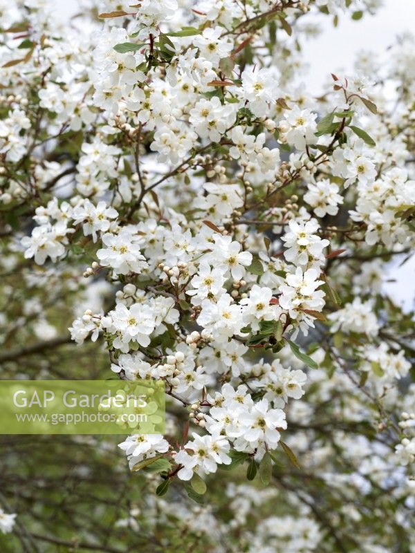 Exochorda racemosa, spring May